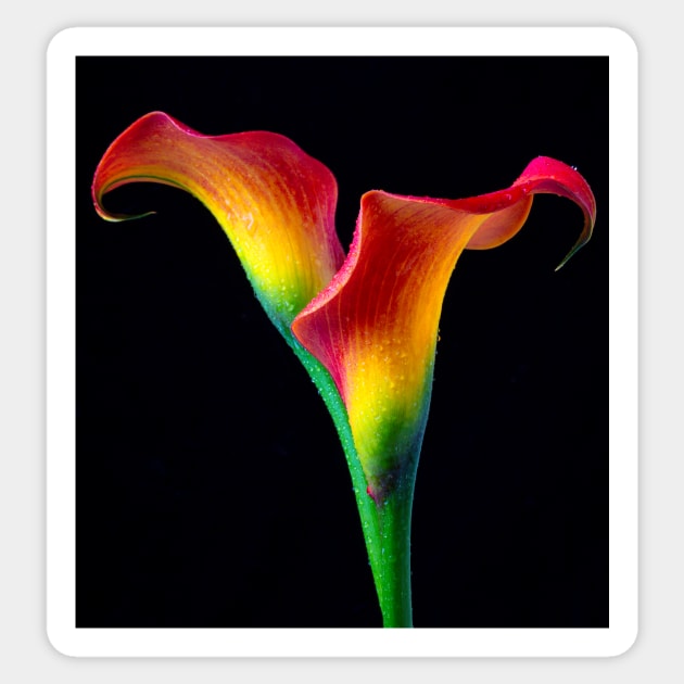Flaming Red Calla Lillies Sticker by photogarry